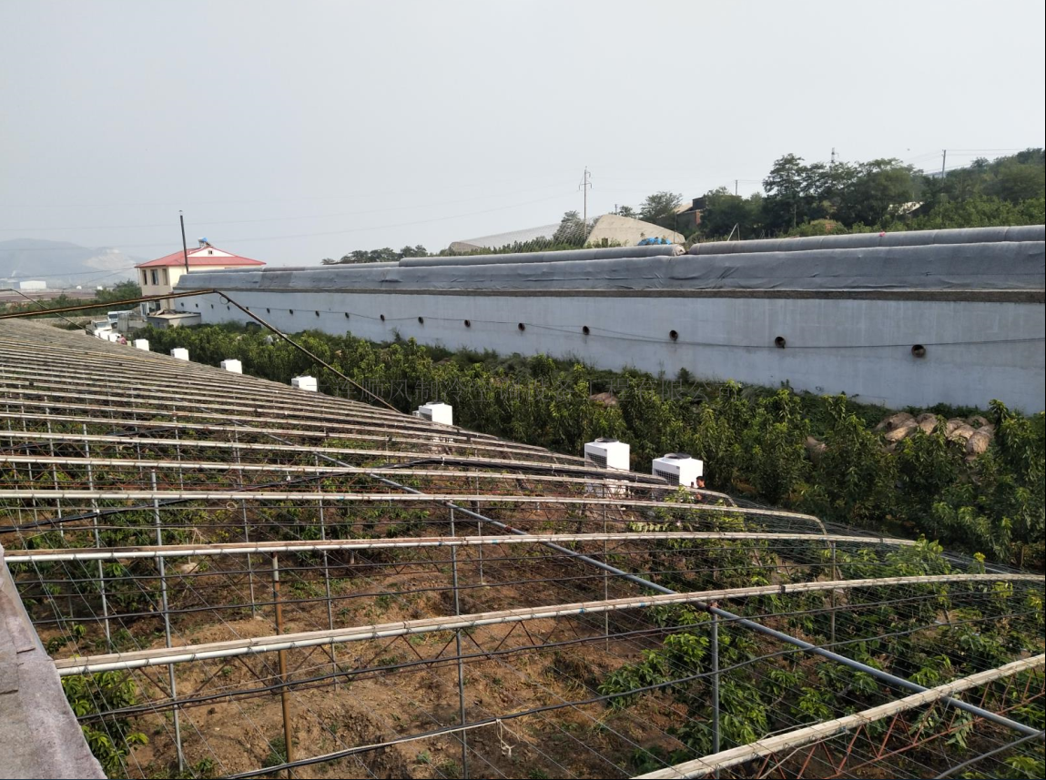 複州灣櫻桃大(dà)棚降溫工(gōng)程