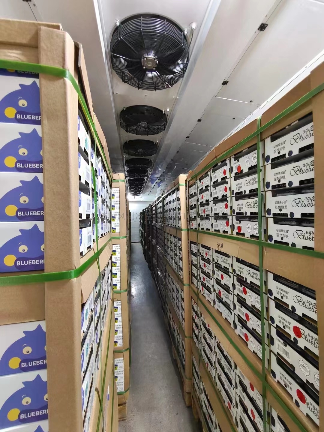 吉林通化禾韻藍莓生産基地(dì)