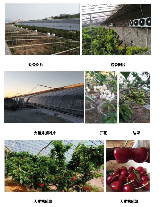 複州灣櫻桃大(dà)棚降溫工(gōng)程